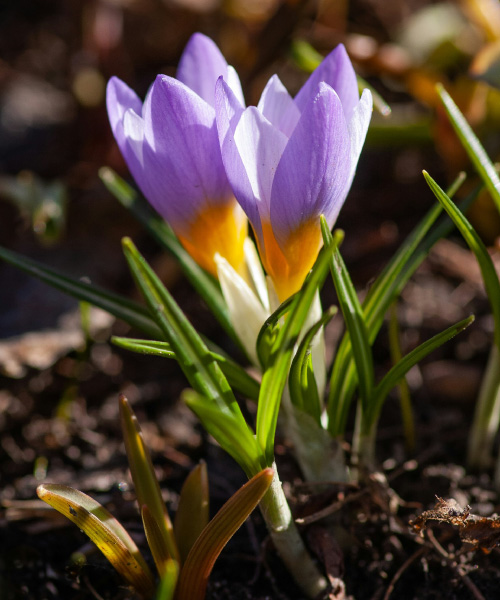 krokus